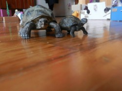 Turtle et Tika, les tortue du club